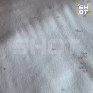 Ядовитые муравьи атаковали россиян на Пхукете