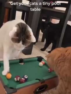 Коты играют в бильярд