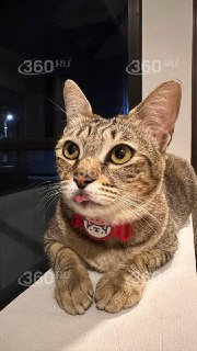 Кошка защитила семью от ядовитой змеи в Таиланде