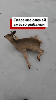 Рыбаки спасли стадо оленей в Новосибирске