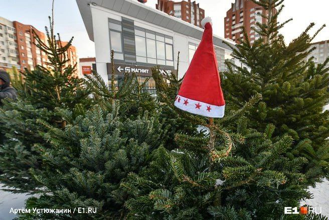 Цены на новогодние ели в Петербурге выросли