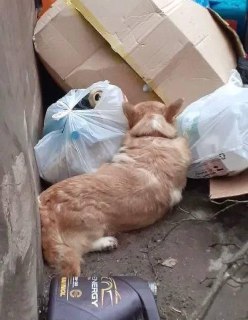 В Москве предложили ужесточить наказание за жестокое обращение с животными