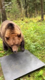 Медведь Тома играет в ладушки с русским мужиком