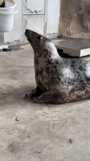 Тюлень Мия стала символом конца года