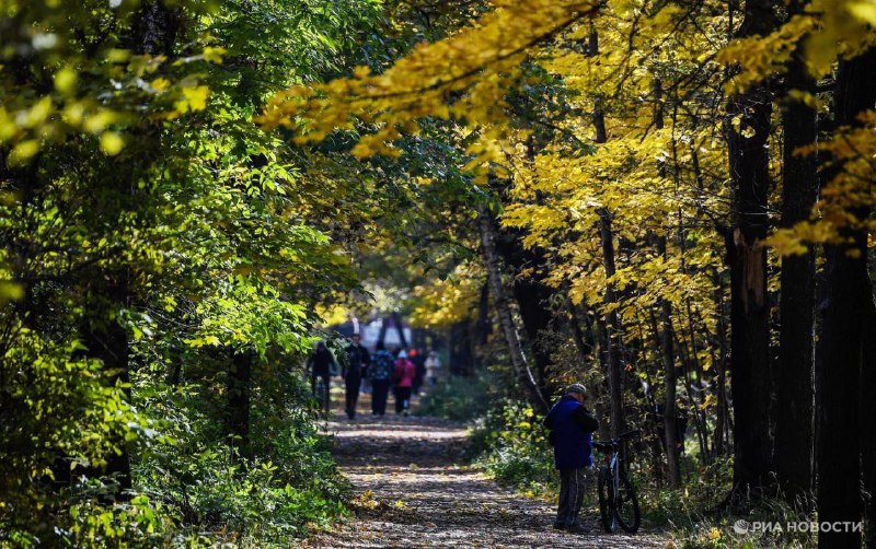 В России высадили рекордное количество лесов