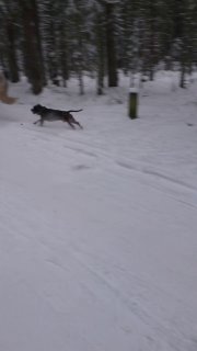 В Сосновом Бору лошадь убежала с места происшествия, за ней гналась собака