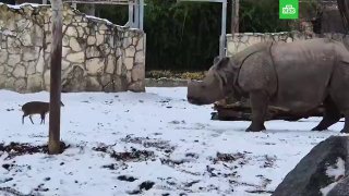 Олень атаковал носорога в польском зоопарке