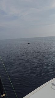 В Атлантике засняли огромную черепаху, похожую на Годзиллу