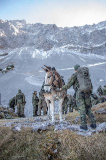 Немецкая армия использует мулов на учениях