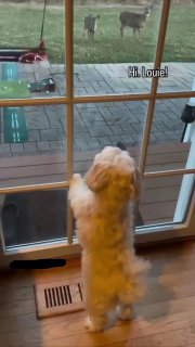 Мальтипу прогнал косуль со своей территории