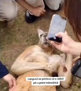 Кенгуру прикинулся мертвым ради еды и ласки