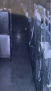 Сообразительный пес сбежал из приюта