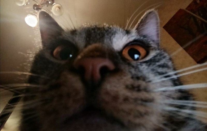 Международный день «Спасибо» и благодарность читателям «Фонтанки»