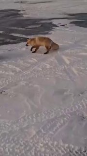Лиса попыталась украсть улов у рыбаков в Казахстане