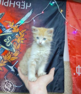 Иллюстрация 3