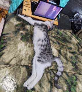 Иллюстрация 4