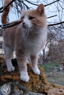 Иллюстрация 9