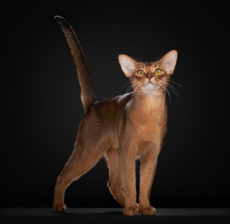 Российские кошки лидируют в мировом рейтинге