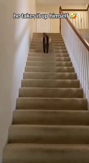 Кот-серфер покорил TikTok